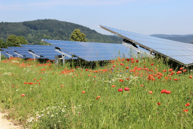Der Solarausbau im Südwesten läuft gut – er muss aber noch einen Zahn zulegen. Solarpark Mooshof am Bodensee. (Foto: Plattform EE BW / Kuhnle & Knödler)